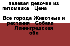 палевая девочка из питомника › Цена ­ 40 000 - Все города Животные и растения » Собаки   . Ленинградская обл.